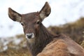 White-lipped deer Royalty Free Stock Photo