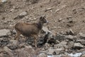 White-Lipped Deer Przewalskium albirostris or Thorold Deer in a mountainous Tibetan Area, China Royalty Free Stock Photo