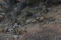 White-Lipped Deers Przewalskium albirostris or Thorold Deer in a mountainous Tibetan Area, China