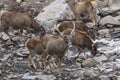 White-Lipped Deers Przewalskium albirostris or Thorold Deer in a mountainous Tibetan Area, China Royalty Free Stock Photo