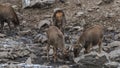 White-Lipped Deers Przewalskium albirostris or Thorold Deer in a mountainous Tibetan Area, China