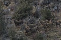 White-Lipped Deers Przewalskium albirostris or Thorold Deer in a mountainous Tibetan Area, China