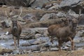 White-Lipped Deers Przewalskium albirostris or Thorold Deer in a mountainous Tibetan Area, China