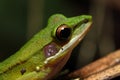 Beautiful White-lipped frog Chalcorana labialis isolated Royalty Free Stock Photo