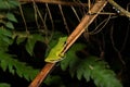 Beautiful White-lipped frog Chalcorana labialis isolated Royalty Free Stock Photo