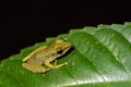 White-lipped frog (Hylarana raniceps), Bako National Park, Sarawak, Borneo Royalty Free Stock Photo