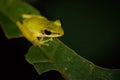 White-lipped frog (Hylarana raniceps), Bako National Park, Sarawak, Borneo Royalty Free Stock Photo