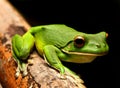 White Lipped Green Frog