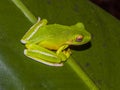 White-lipped Green Tree Frog in Queensland Australia Royalty Free Stock Photo