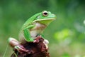 Tree frog, white lipped on green wood Royalty Free Stock Photo