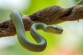 White-lipped island pit viper on tree branch