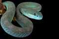 White-lipped island pitviper (Trimeresurus albolabris insularis)