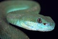 White-lipped island pitviper (Trimeresurus albolabris insularis) Royalty Free Stock Photo