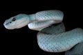 White-lipped island pitviper (Trimeresurus albolabris insularis)