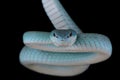 White-lipped island pitviper (Trimeresurus albolabris insularis)