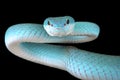 White-lipped island pitviper (Trimeresurus albolabris insularis)