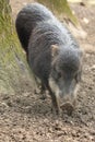 White-lipped peccary Royalty Free Stock Photo