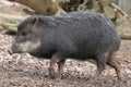 White-lipped peccary Royalty Free Stock Photo