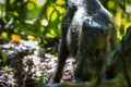 White-lipped Peccary in Corcovado National Park (Costa Rica) Royalty Free Stock Photo
