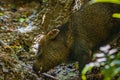 White-lipped Peccary in Corcovado National Park (Costa Rica) Royalty Free Stock Photo