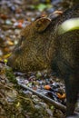 White-lipped Peccary in Corcovado National Park (Costa Rica) Royalty Free Stock Photo