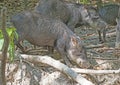 White Lipped Peccary Feeding at a Salt Lick Royalty Free Stock Photo