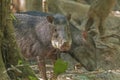 White Lipped Peccary in the Rainforest Royalty Free Stock Photo