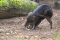 White-lipped peccary Royalty Free Stock Photo