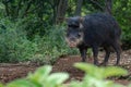 White-lipped Peccary - South american suine Royalty Free Stock Photo