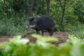 White-lipped Peccary - South american suine Royalty Free Stock Photo