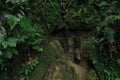 A white lipped peccary, Tayassu pecari, standing on rocks surrounded by green in a tropical rainforest of South America Royalty Free Stock Photo