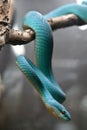 White lipped pit viper, Blue viper snake Royalty Free Stock Photo