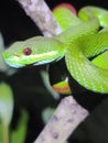 White lipped pit viper trimeresurus insularis Royalty Free Stock Photo