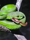 White lipped pit viper trimeresurus insularis Royalty Free Stock Photo