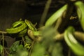 White-lipped pit viper, is a venomous pit viper species endemic to Southeast Asia. Color pattern: green above, side of head below Royalty Free Stock Photo