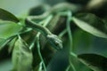 White-lipped Pit Viper Royalty Free Stock Photo