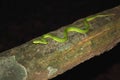 White-lipped pit viper venomous snake