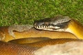 white lipped python snake in garden