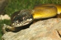 white lipped python snake in garden