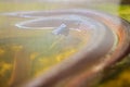 White Lipped Python snake in the water. The Northern white lipped python (Bothrochilus albertisii) is found on the island of New