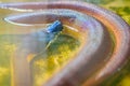 White Lipped Python snake in the water. The Northern white lipped python (Bothrochilus albertisii) is found on the island of New