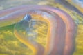 White Lipped Python snake in the water. The Northern white lipped python (Bothrochilus albertisii) is found on the island of New