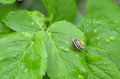 White-lipped snail, Cepaea hortensis Royalty Free Stock Photo