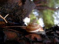 White-lipped snail detail