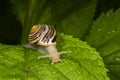 The white-lipped snail or garden banded snail, scientific name Cepaea hortensis, is a medium-sized species. Royalty Free Stock Photo