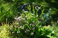 The snail Cepaea hortensis sits on the flowers of Limonium sinuatum in September. Berlin, Germany Royalty Free Stock Photo