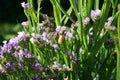 The snail Cepaea hortensis sits on the flowers of Limonium sinuatum in September. Berlin, Germany Royalty Free Stock Photo