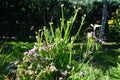 The snail Cepaea hortensis sits on the flowers of Limonium sinuatum in September. Berlin, Germany Royalty Free Stock Photo