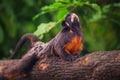 White-lipped tamarin, monkey sitting in a tree. Royalty Free Stock Photo