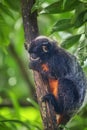 White-lipped tamarin, monkey sitting in a tree. Royalty Free Stock Photo